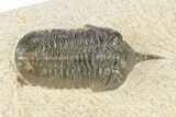 Bargain, Morocconites Trilobite Fossil - Ofaten, Morocco #340931-2